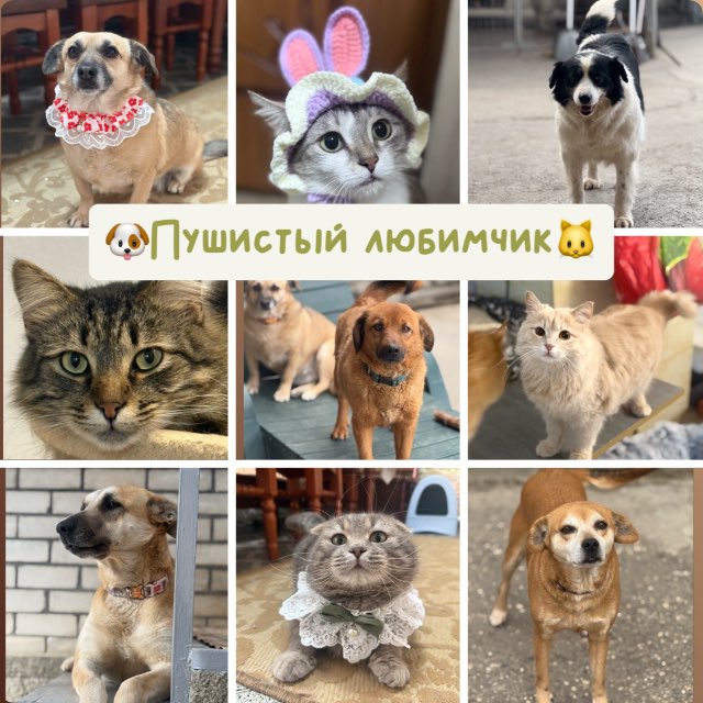 ?Пушистый любимчик?