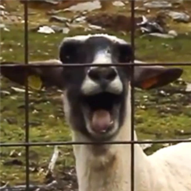Howling Sheep
