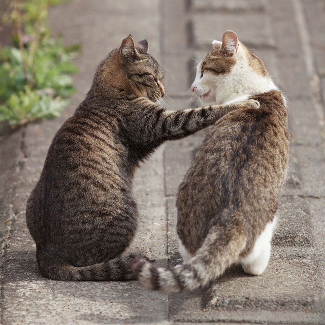 Ох, уж эти коты и кошки ?