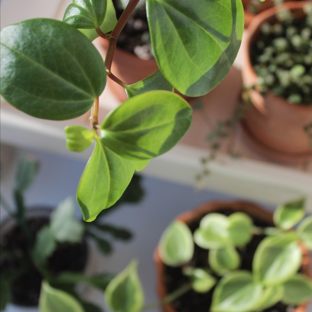 Plants_momster ? О РАСТЕНИЯХ