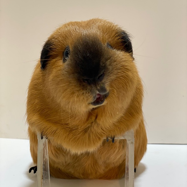Dancelegendzoo