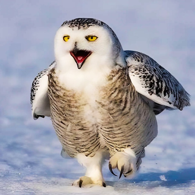 СОВА СКАЗАЛА