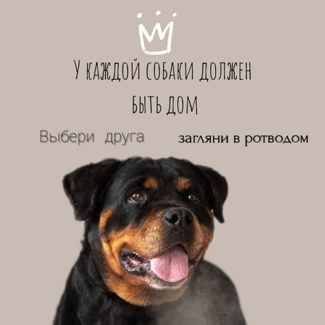 РотвоДом.Ротвейлеры Екатеринбург.В добрые руки.