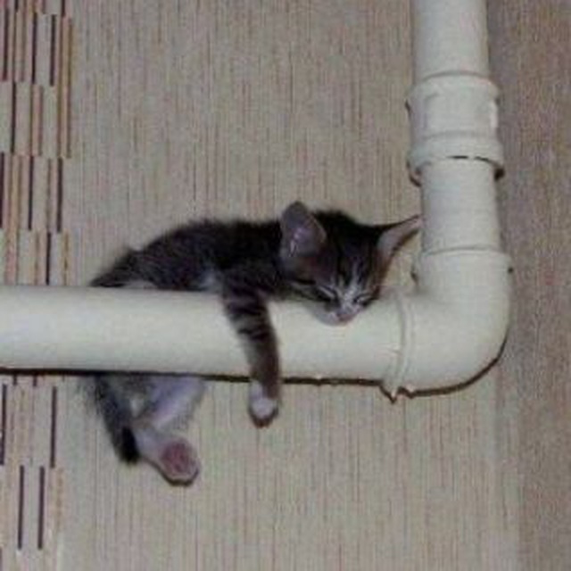 котёночковый щитпост.