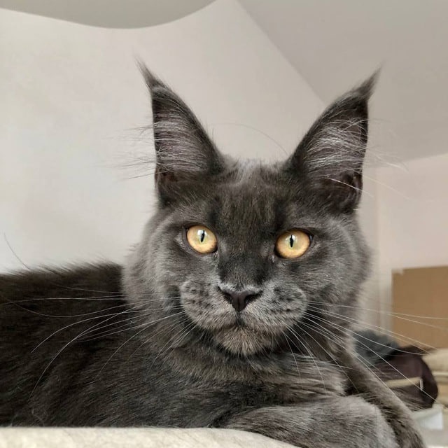 Mainecoon cattery Kotoamatsukami