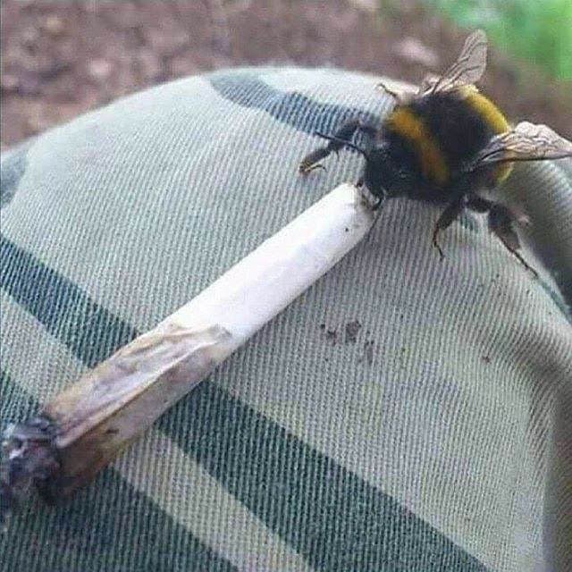 Пчёльня?