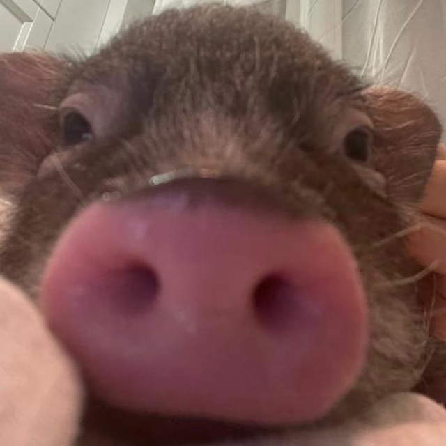Gosha_pig