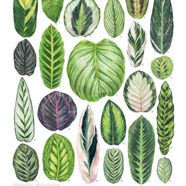 Now I wanna be your ? plant