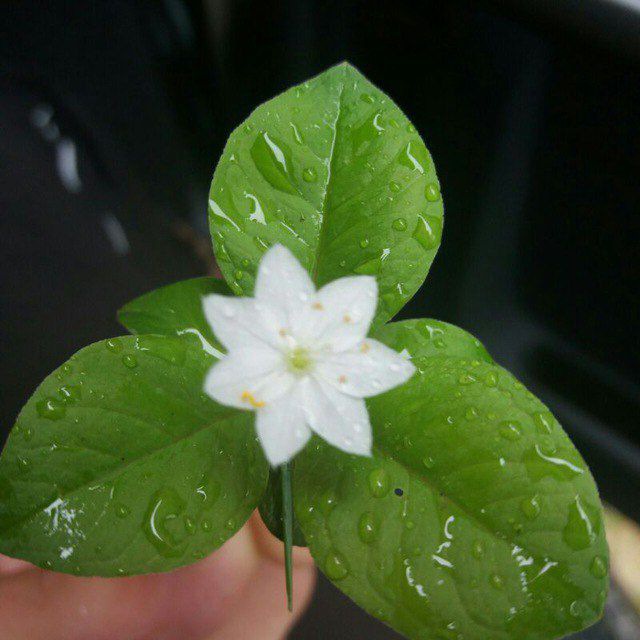 Apokalipsis razuma