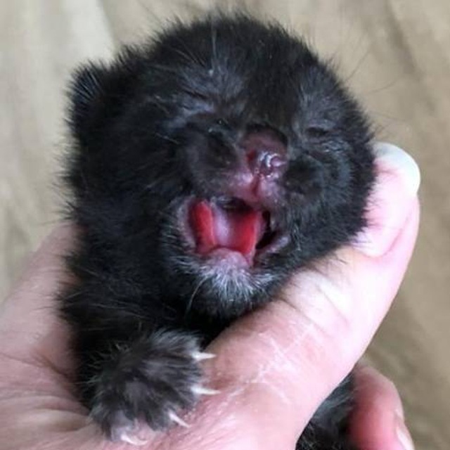 Пантерята нашли дом