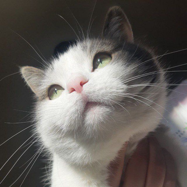 Кот Федул ?