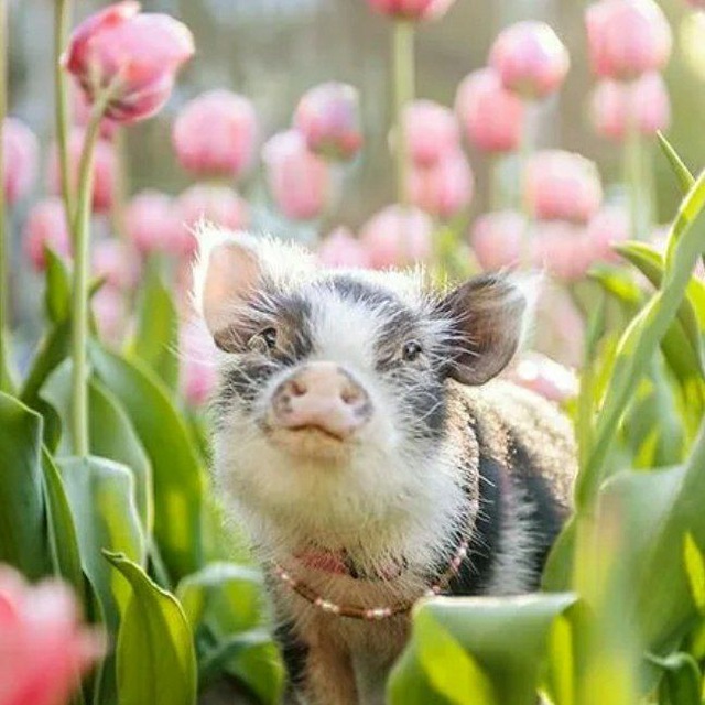 Свинятор ? Piggy Минипиги Minipiggy Поросята