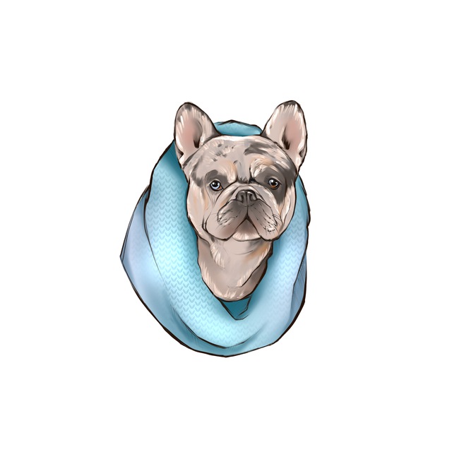 Французские Бульдоги от питомника Frenchie House