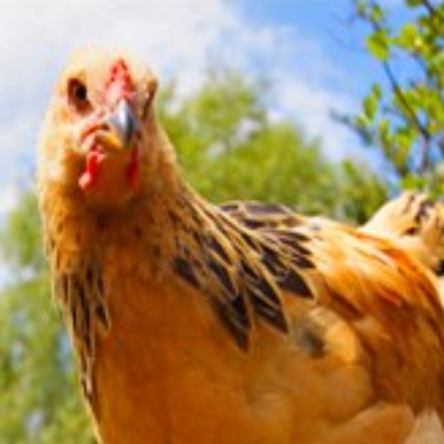 Птицеводство ➤ куры, гуси, перепела, инкубаторы