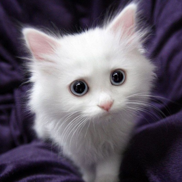 Щитпост от Каспера