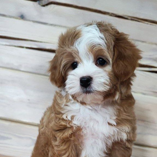Malti_pushka ( Мальтипу щенки Maltipoo)❤️❤️❤️ кавапу и пуделя.