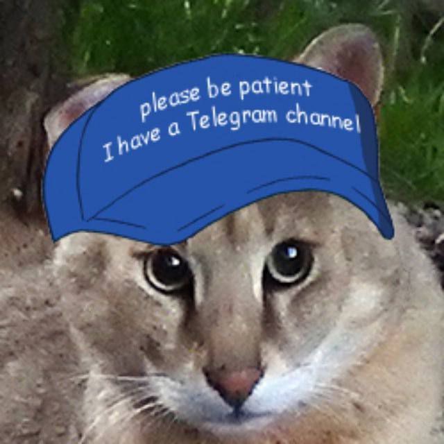 Мой канал с котами