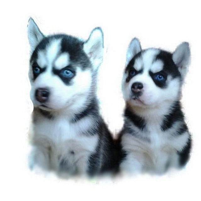 Питомник Крылатки