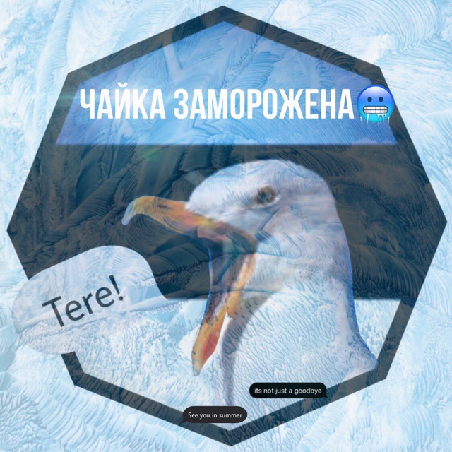 Чайка из Таллина??