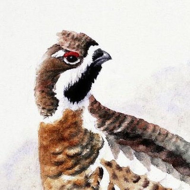 Рябчики въ сметанѣ