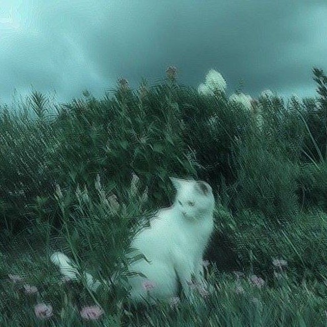 ‹ ִֶָ ᴧᴀйɸ н϶нᴄи ??⋆ ࣪ ....