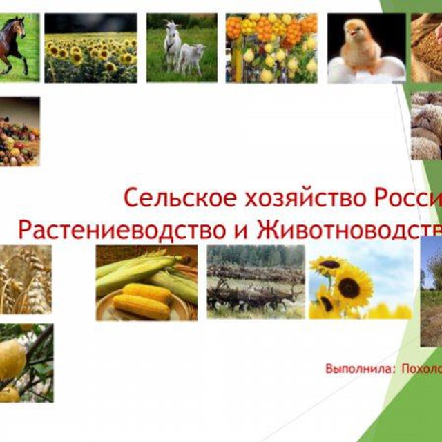 СЕЛЬСКОЕ ХОЗЯЙСТВО РОССИИ